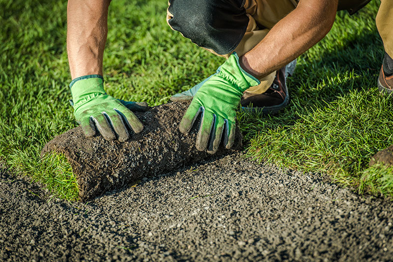 Landscaper installing sod on topsoil in Florida yard
